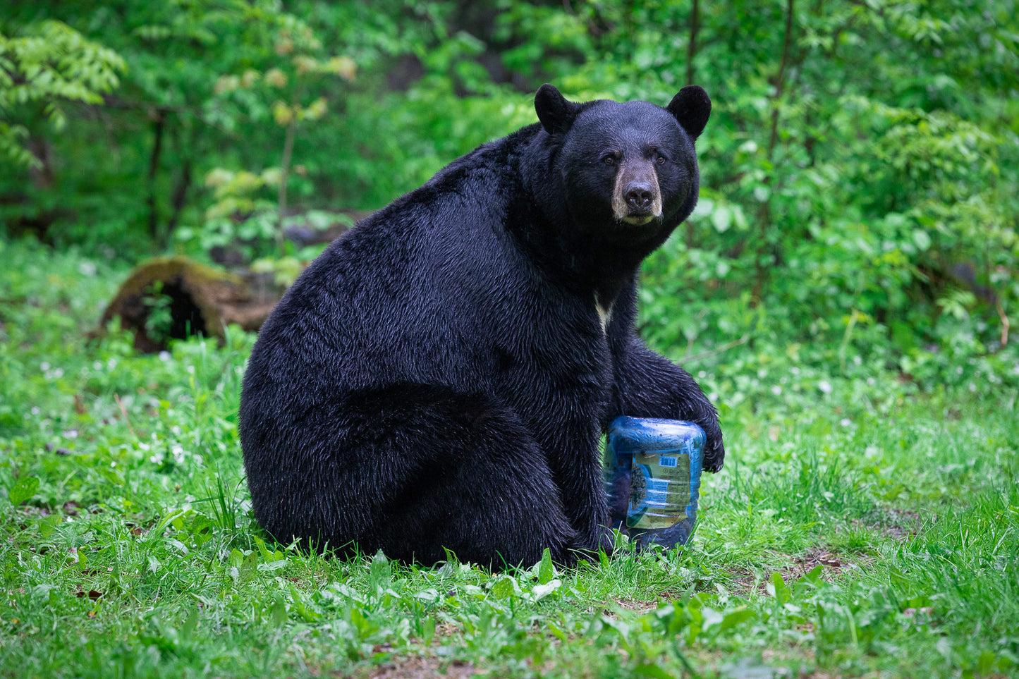 Bear Vault BV500